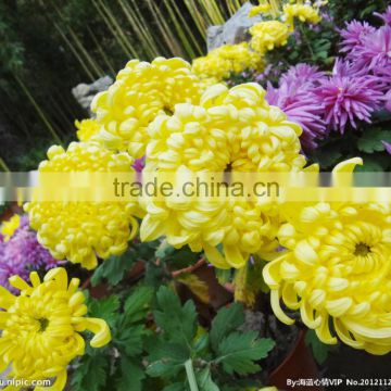 High quality Dendranthema morifolium (Chrysanthemum flower) extract powder