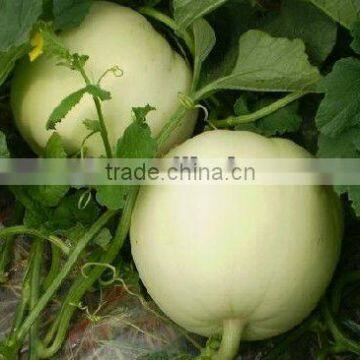Sweet Girl 3 II hybrid melon seed