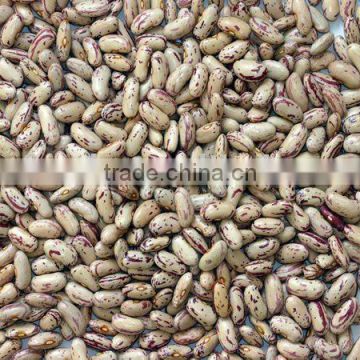 Light Speckled Kidney Beans 220-240