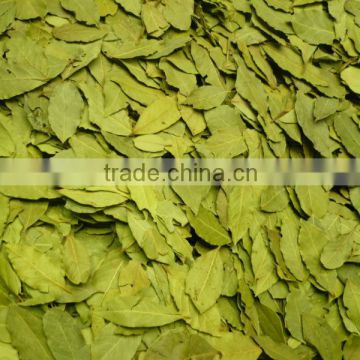 La feuille de laurier, laurbaerblad,Lauraceae, Bay Leaf ,Sweet Bay, Aldera Dis Ticaret Co. Semi-Processed Bay Leaves