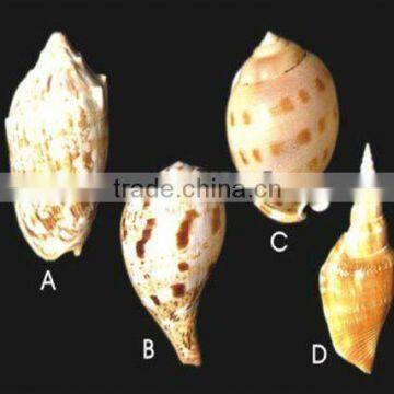 Nature aquarium decorative seashell