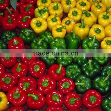 Class 1 Fresh Capsicum, Fresh Green Peppers, Fresh Bell Pepers,Fresh Red Pepper