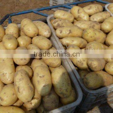 2012 NEW Yellow Sweet fresh holland Potato