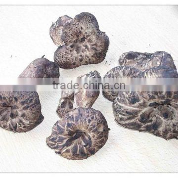 dried Sarcodon aspratus mushroom