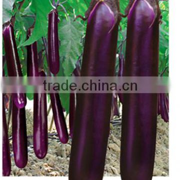 Eggplant Brinjal Seed Purple
