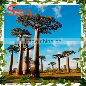Guangzhou new design artificial tree locating at scenic certificate with SGS ISO outdoor gardens large artificial baoble tree