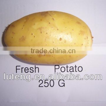2013 fresh potato with best quality for African market