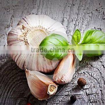 Cheap Wholesale Natural white fresh garlic with mesh bag