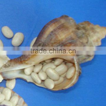 JSX 50kg/pp bag export white kidney beans Excellent quality selected white beans