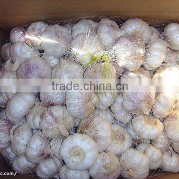 Normal white Garlic 5.0cm in 10kg carton