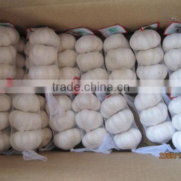 HIGH QUALITY 5.0 CM SIZE FRESH GARLIC