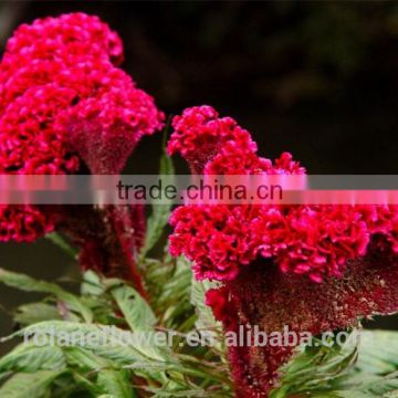 2016 most fashion red colorful flower cockscomb for exporting