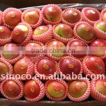 Red Fresh Apple Gala For New Crop