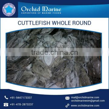 Trusted Quality Fresh and Organic Frozen Cuttlefish Whole Round