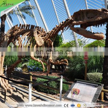 Museum exhibition fiberglass dinosaur group dinosaur fossil replicas dinosaur skeleton