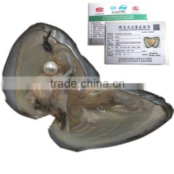Pearl Mussel with a natural pearl with pearl certificate