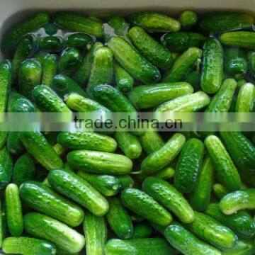 VIETNAM PICKLED BABY CUCUMBERS