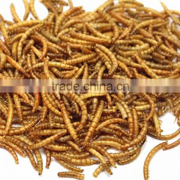 Dried Mealworms Eco-friendly Bird Fish chicken reptile food