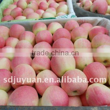 Chinese Fresh Gala Apple