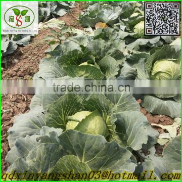 New Arrival,fresh cabbage with cheap price