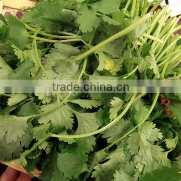 Coriander,100% Natural Chinese Herb Medicine,Raw,Tea Bag Cut,Powder