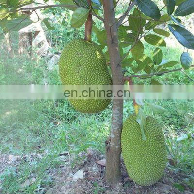 Fresh High Quality Jackfruit from Vietnam