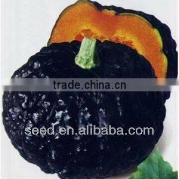 JP No.1 high yield good commercial value Japan pumpkin seeds