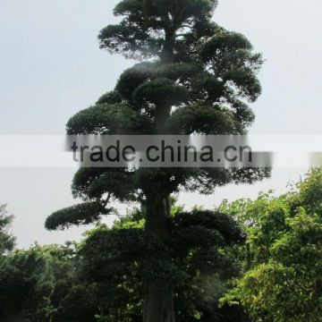 Maple podocarpus macrophyllus , maki , momiji japanese plants from garden