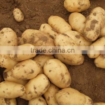 new crop potato
