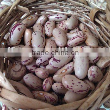Long Shape Light Speckled kidney bean(New crop.Heilongjiang origin,hps)
