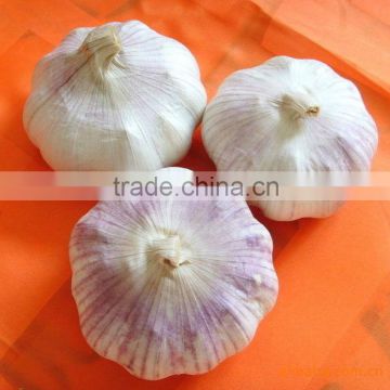 chiness natural new fresh garlic