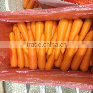 Superior Carrot With Sweet Taste From China