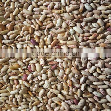 JSX chinese wholesale beans sprouting cheap price light speckled kidney bean