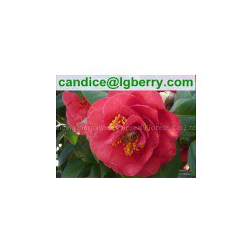 High Quality Pure Camellia Bee Pollen