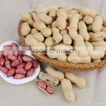 Groundnut with Shell peanut with Shell Raw shelled peanuts