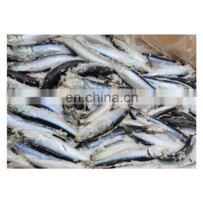 Good price frozen Japanese sardine fish for fishing bait