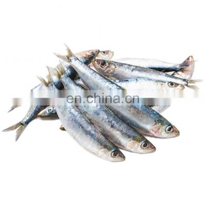 frozen sardine fish Sardinella Longiceps for bait and canning