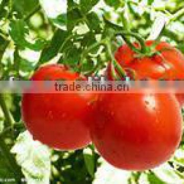 22-24% and 28-30% tomato paste