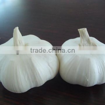 Fresh Garlic, new crop White with Red Garlic