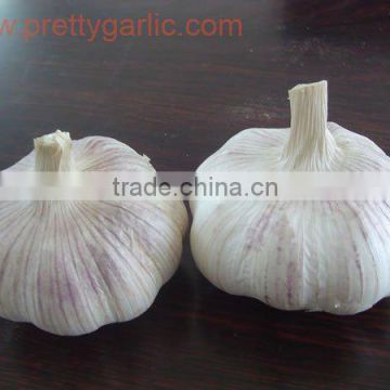 New crop regular white Garlic