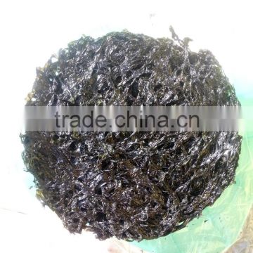 Seaweed with single layer of cell,Porphyra Nori seaweed for Food