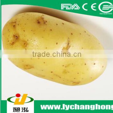 2014 new crop potato, long shape potato