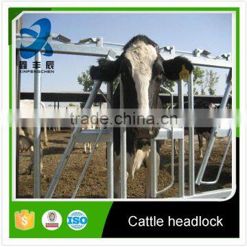 high quality hot dipped gavanized cattle/cow headlock for sale
