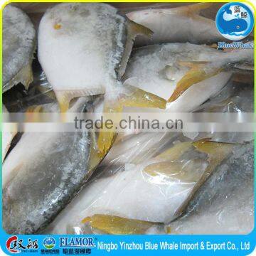 Pomfret meat is tender A large number of factory direct sale wholesale