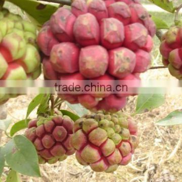 Kadsura coccinea fruit trees
