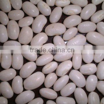 new crop Japanese type white kidney beans