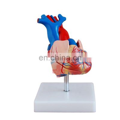 HC-S259 Advanced human life-size heart structure teaching model Natural large heart anatomical model