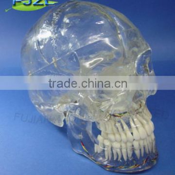 Transparent crystal 3parts Dental Neurology skull Super Model