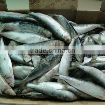 Frozen Sardines 60-70pcs/ctn
