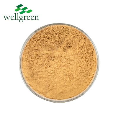 Astragalus Extract Iv Ganoderma Lucidum Membranaceus Root Powder 20:1 Natural 98% Astragaloside